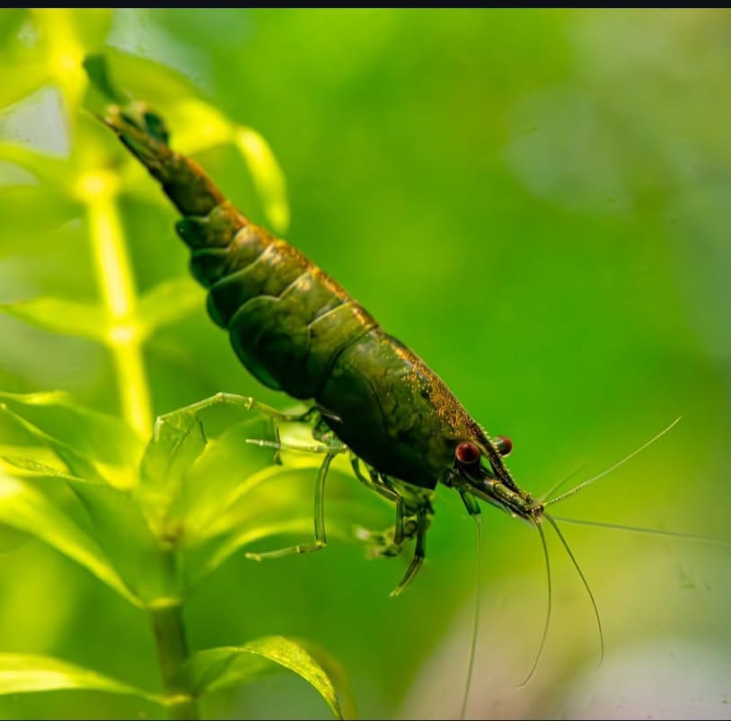 Neocaridina davidi - Green Jade Garnele