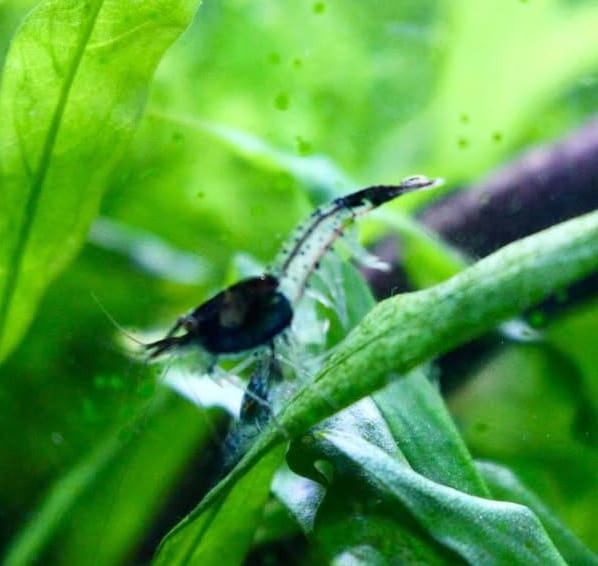 Neocaridina davidi - Black Carbon Rili Garnele