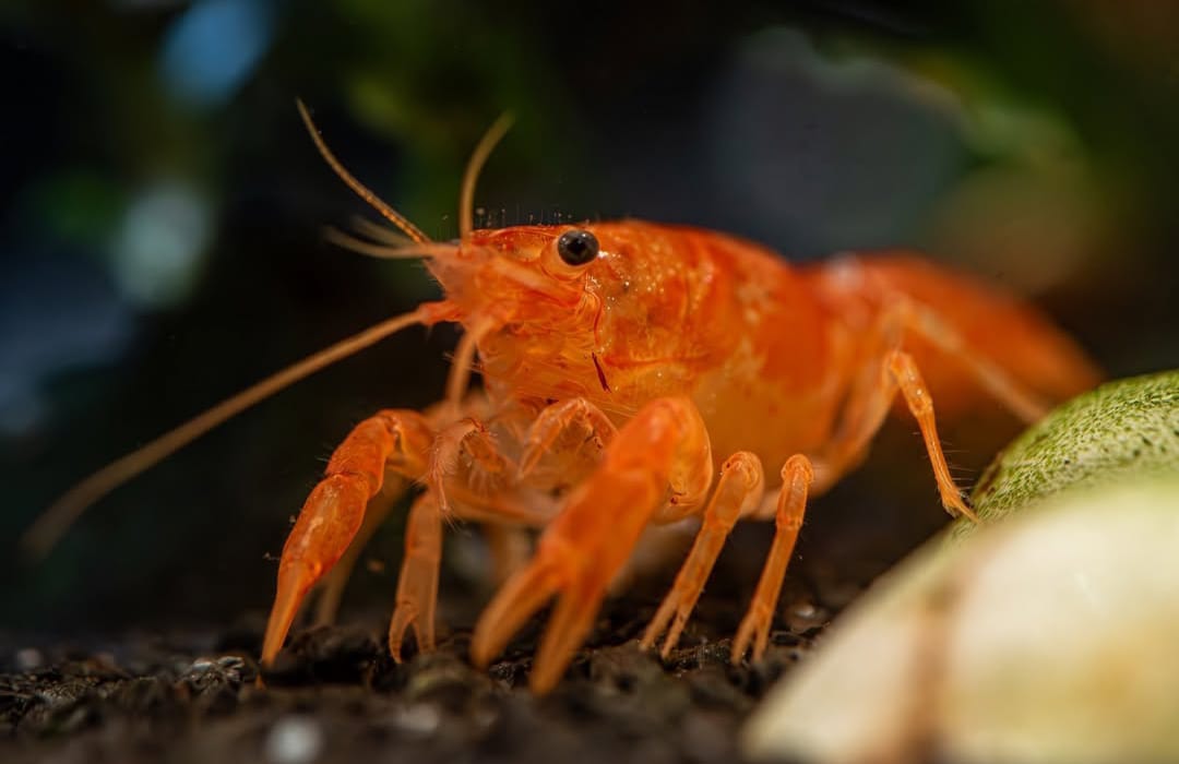 Cambarellus patzcuarensis "orange" - CPO – Orangefarbener Zwergflusskrebs