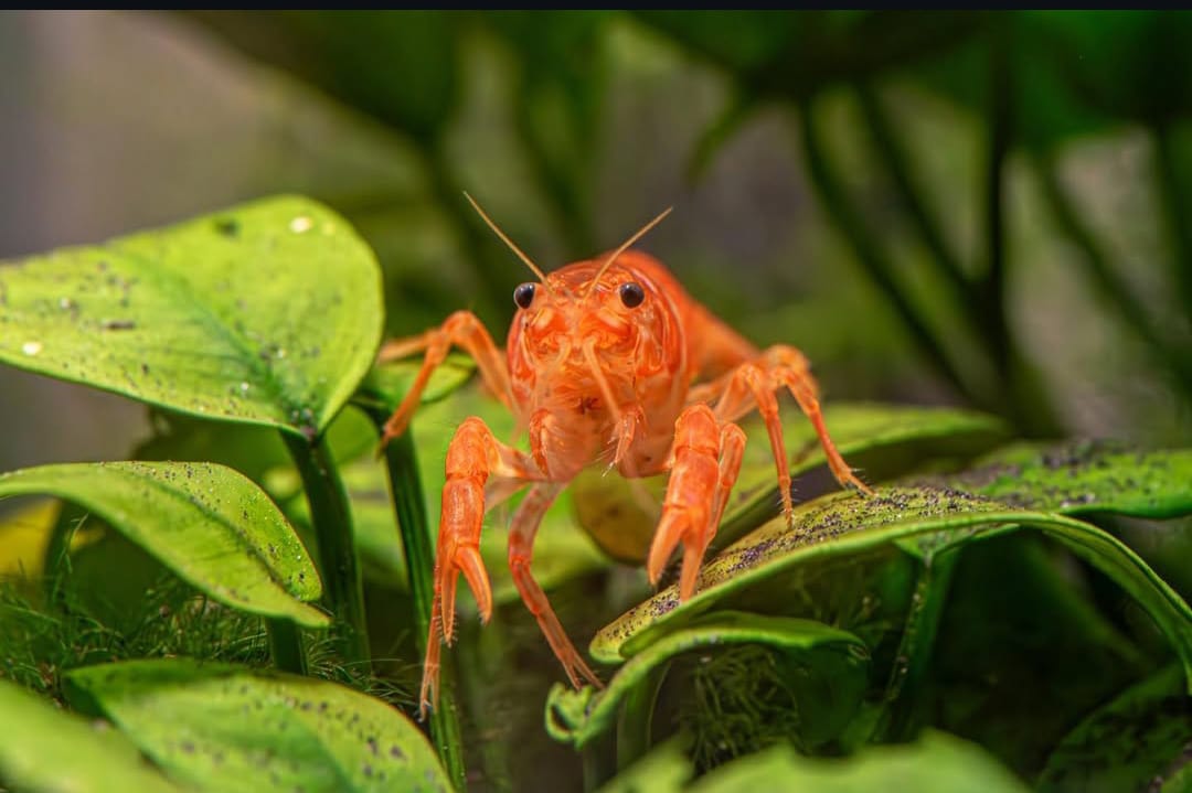 Cambarellus patzcuarensis "orange" - CPO – Orangefarbener Zwergflusskrebs