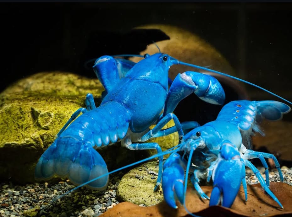 Cherax destructor - Blue Moon - Blauer Yabby