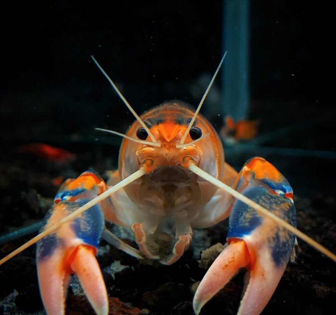 Cherax destructor var. 'Volcano' - Volcano Yabby