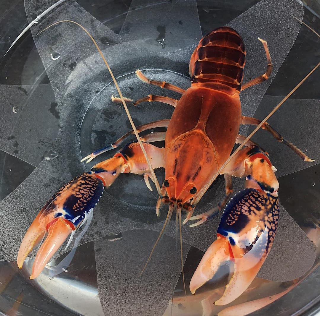 Cherax destructor var. 'Volcano' - Volcano Yabby