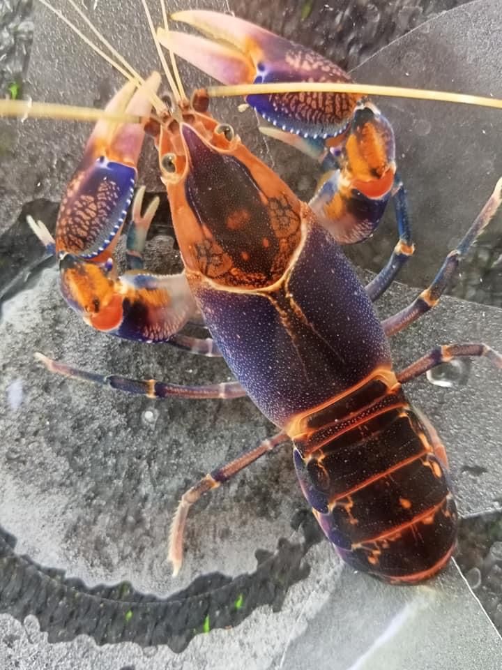 Cherax Peacock