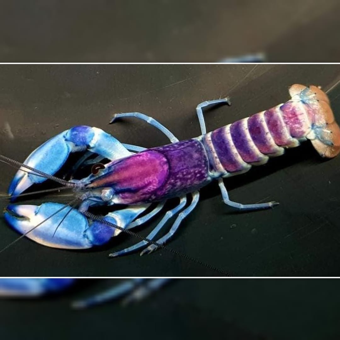 Cherax pulcher Blau-Rosa Krebs