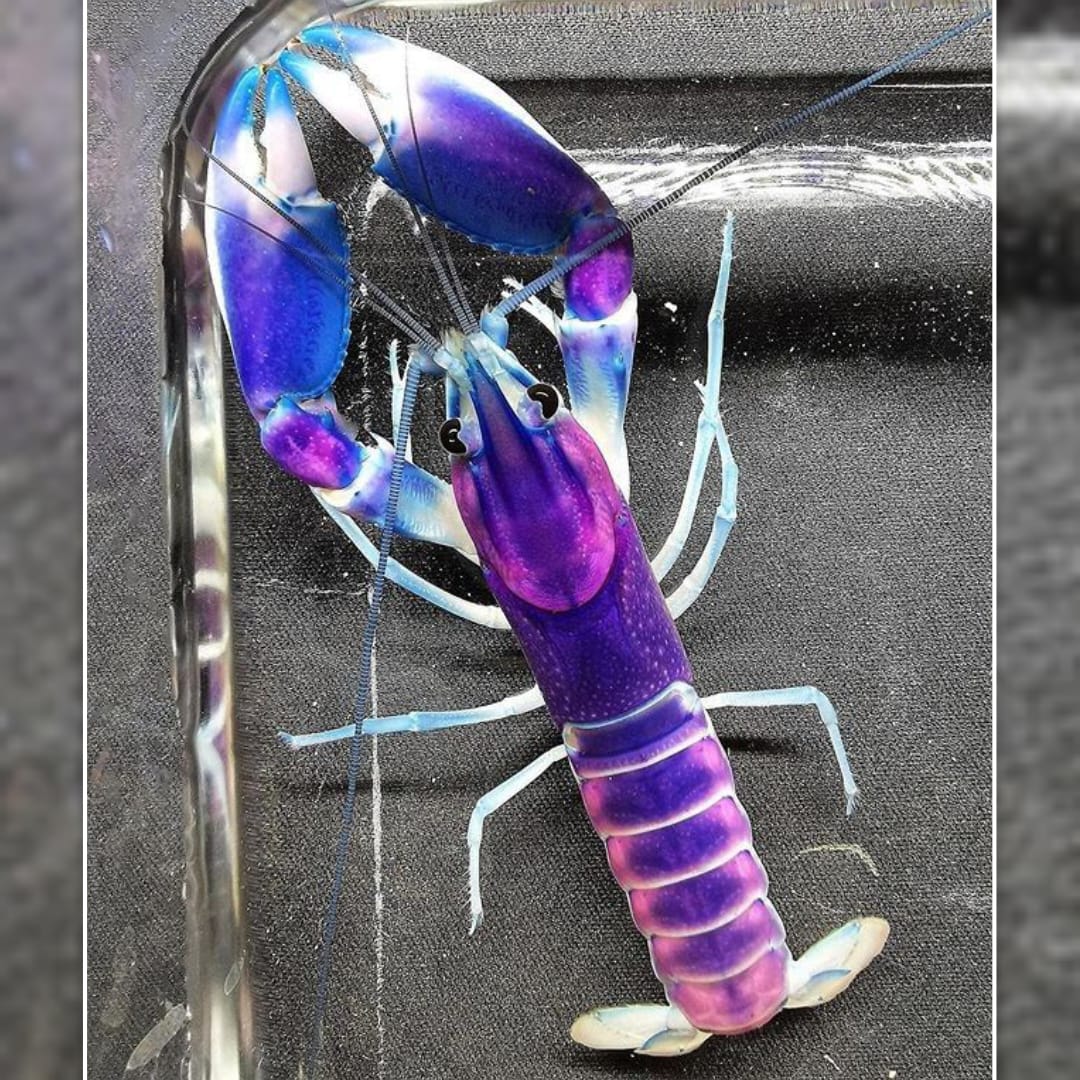 Cherax pulcher Blau-Rosa Krebs