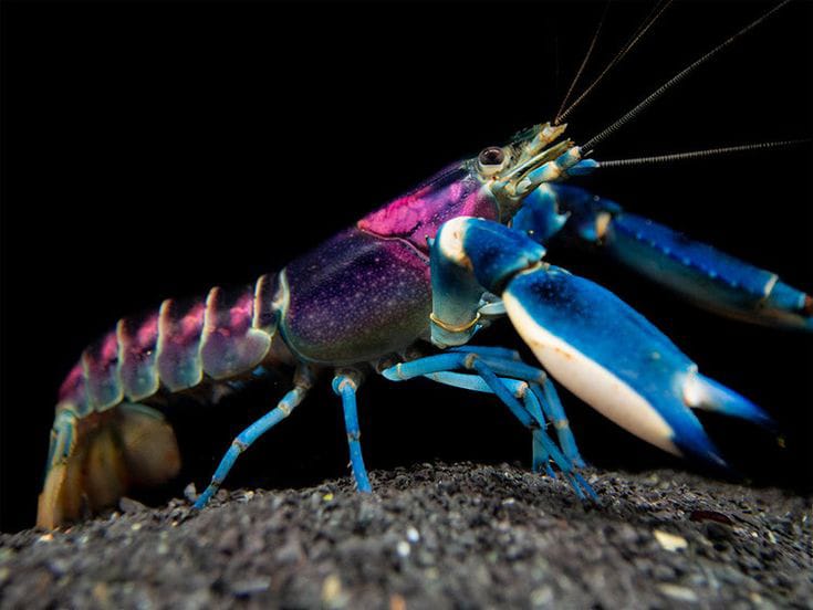 Cherax pulcher Blau-Rosa Krebs