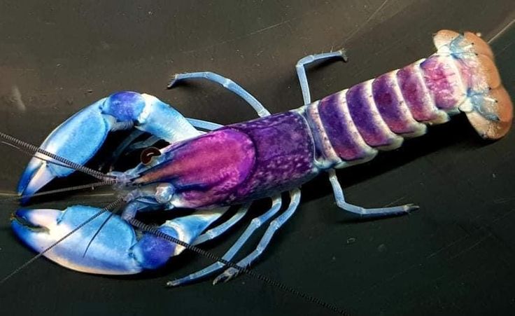 Cherax pulcher Blau-Rosa Krebs