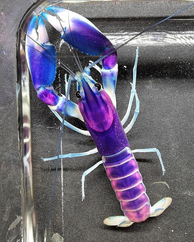 Cherax pulcher Blau-Rosa Krebs