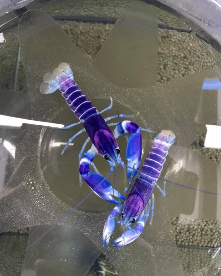 Cherax pulcher Blau-Rosa Krebs