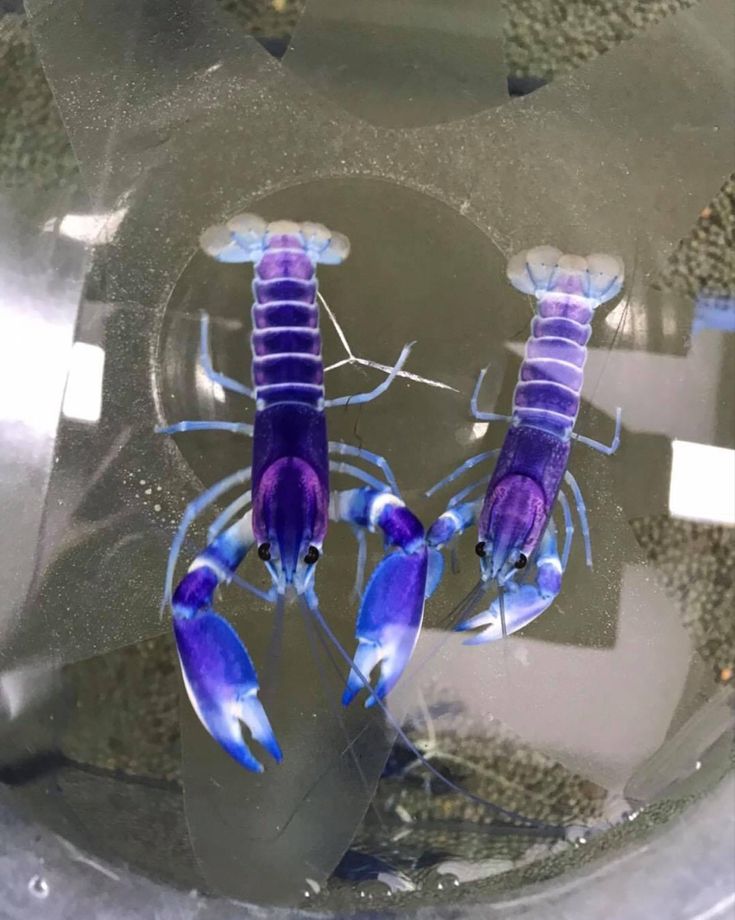 Cherax pulcher Blau-Rosa Krebs