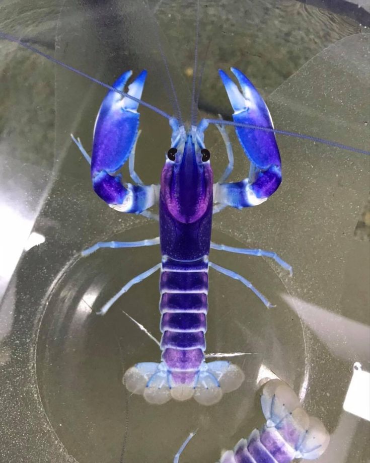 Cherax pulcher Blau-Rosa Krebs