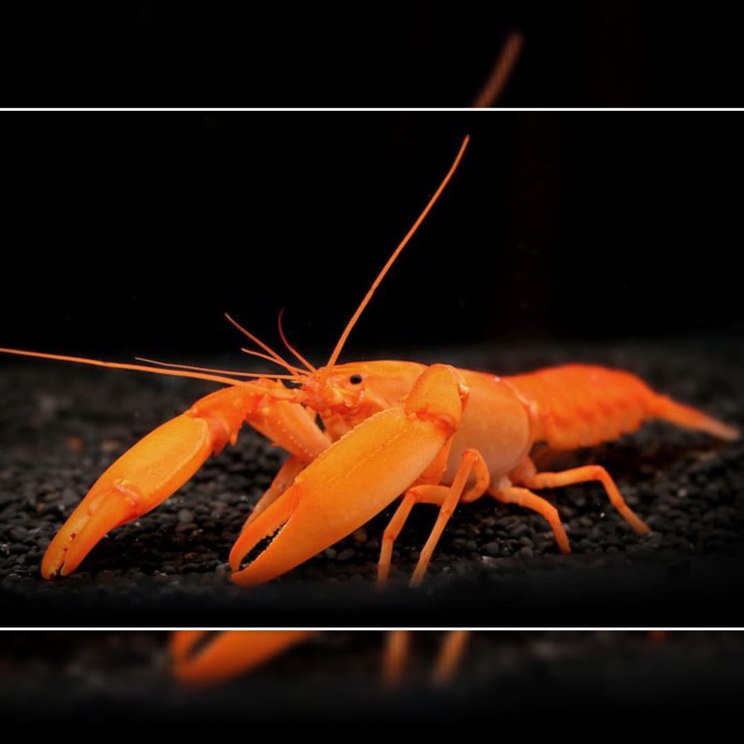 Cherax snowden "Irianto Red" - Sunshine Aprikosenkrebs