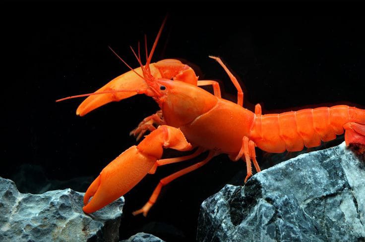 Cherax snowden "Irianto Red" - Sunshine Aprikosenkrebs