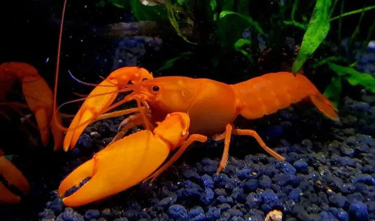 Cherax snowden „Irianto Red“ 🦞❤️ Sunshine Aprikosenkrebs AquaTimo