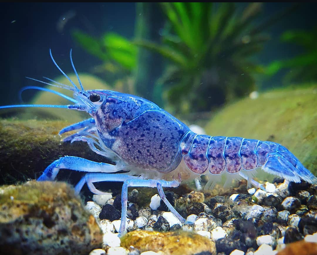 Procambarus alleni - Blauer Floridakrebs