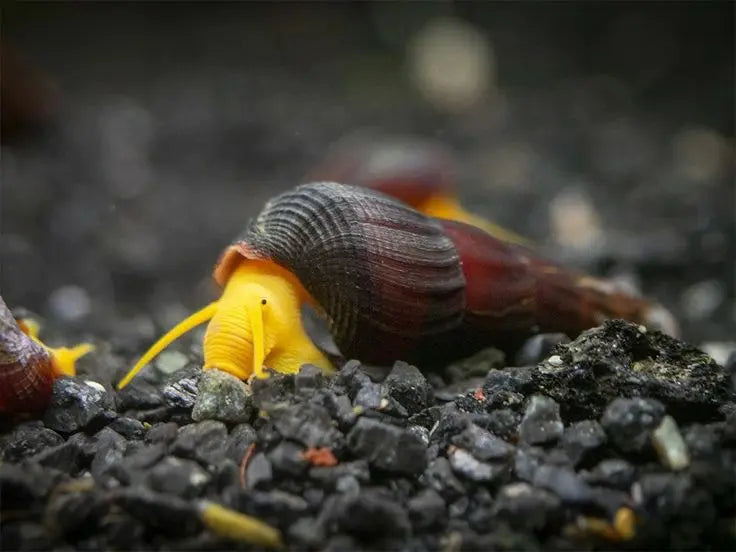 Tylomelania spec. „Mini Yellow“ - Yellow Mini Tylo AquaTimo