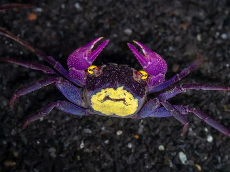 Vampirkrabbe "Vampir Ultra Purple Arm"