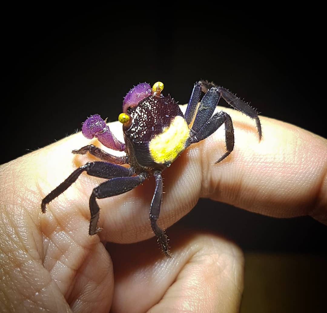 Vampirkrabbe "Vampir Ultra Purple Arm"
