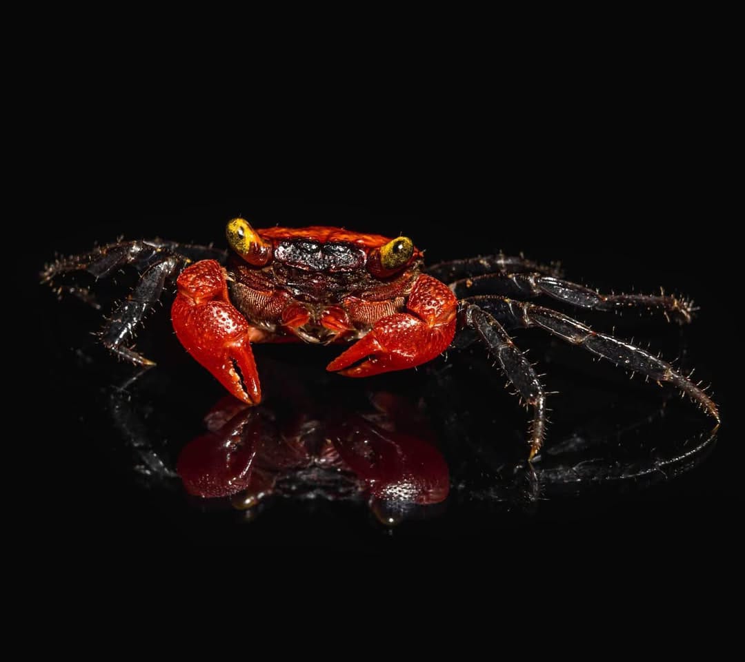 Vampirkrabbe "Fire"