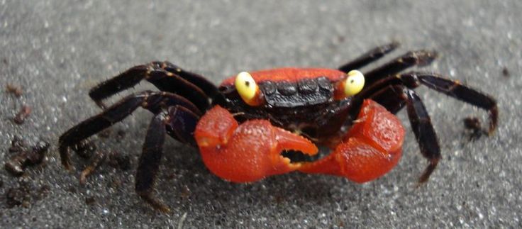 Vampirkrabbe „Darkred Yellow Eye“