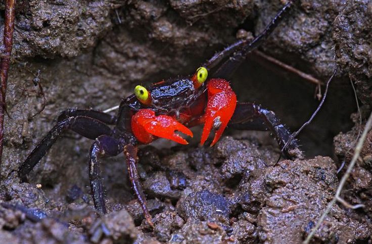 Vampirkrabbe „Darkred Yellow Eye“
