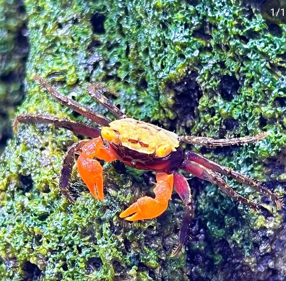 Vampirkrabbe „Golden Top“