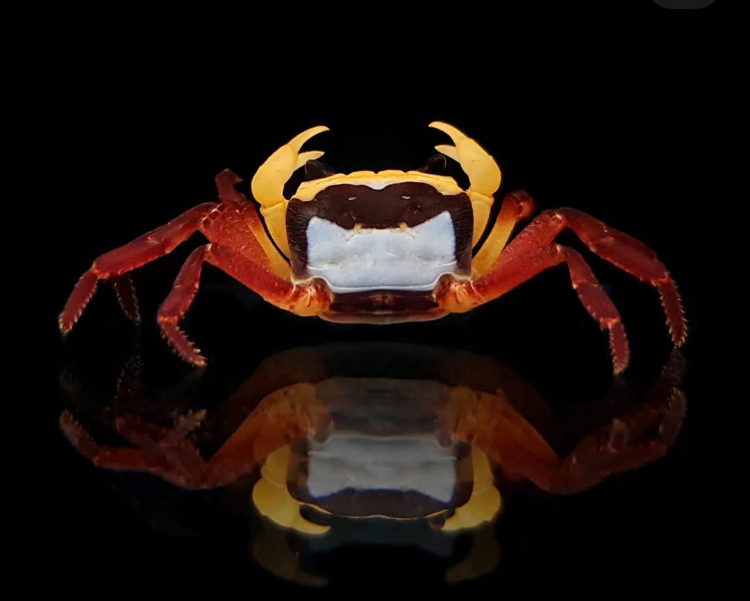 Vampirkrabbe „Yellow Witcher“ - Lepidothelphusa sp.