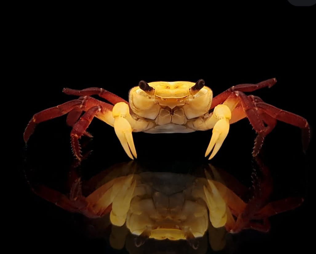 Vampirkrabbe „Yellow Witcher“ - Lepidothelphusa sp.