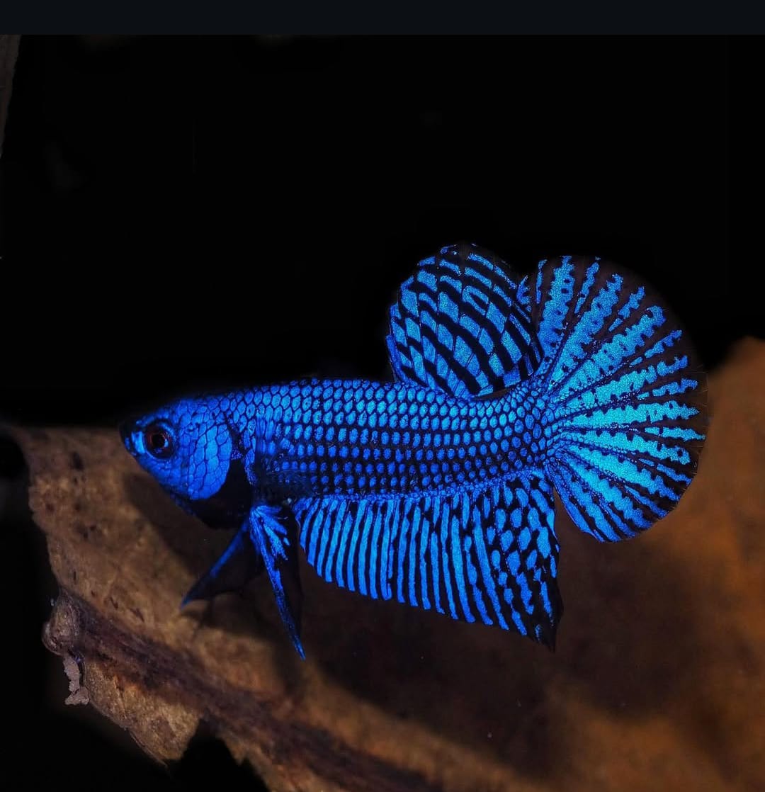 Betta splendens "Alien Blue" – Zuchtkampffisch mit metallisch blauer Färbung Kampffisch