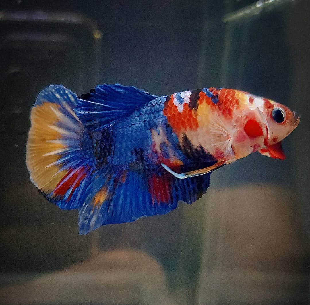 Betta splendens "Plakat Koi" – Farbstarker Koi-Kampffisch für dein Aquarium