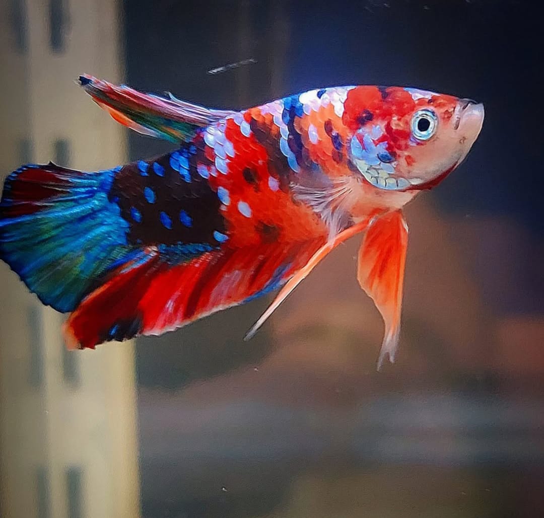 Betta splendens "Plakat Koi" – Farbstarker Koi-Kampffisch für dein Aquarium