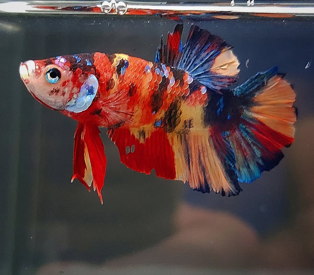 Betta splendens "Plakat Koi" – Farbstarker Koi-Kampffisch für dein Aquarium