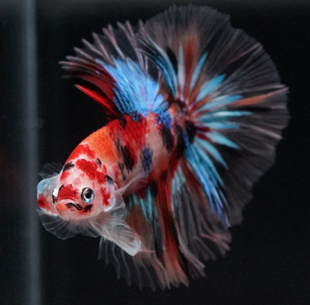 Betta splendens "Halfmoon Galaxy Candy" – Farbenfroher Kampffisch mit spektakulärer Musterung