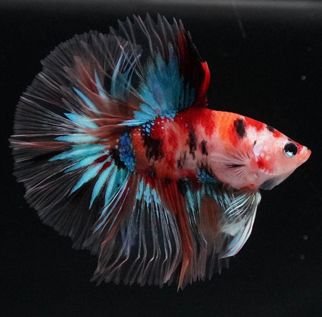 Betta splendens "Halfmoon Galaxy Candy" – Farbenfroher Kampffisch mit spektakulärer Musterung