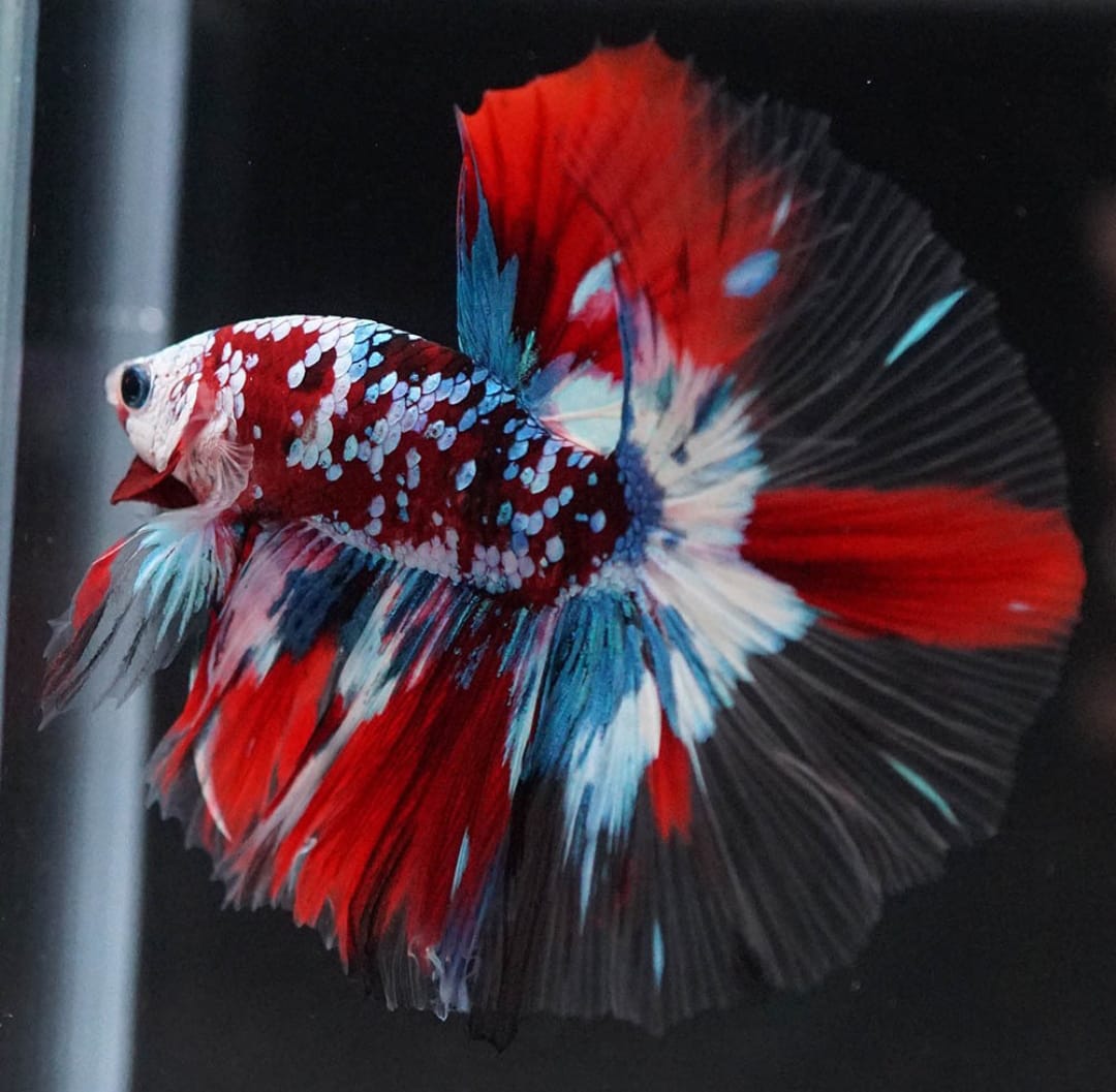 Betta splendens "Halfmoon Galaxy Candy" – Farbenfroher Kampffisch mit spektakulärer Musterung