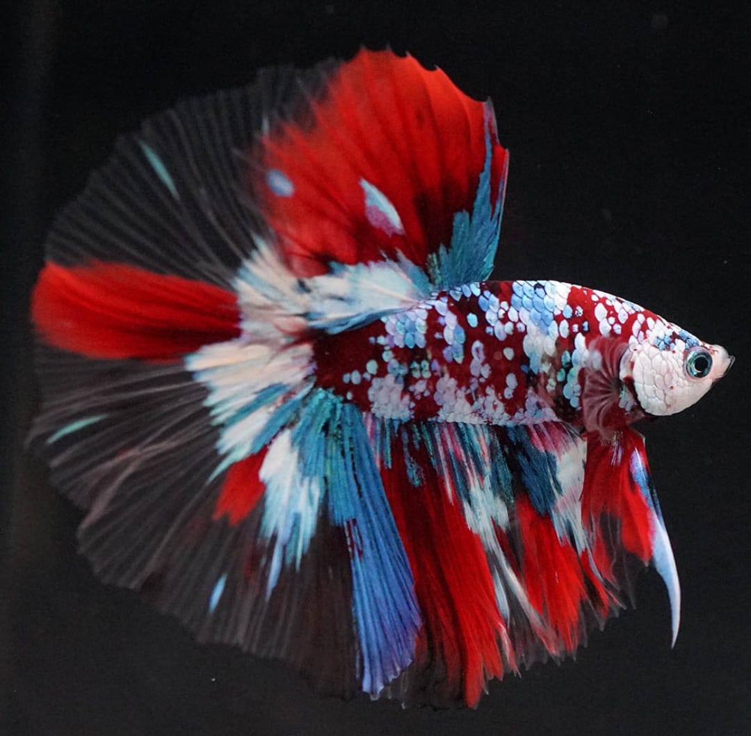 Betta splendens "Halfmoon Galaxy Candy" – Farbenfroher Kampffisch mit spektakulärer Musterung