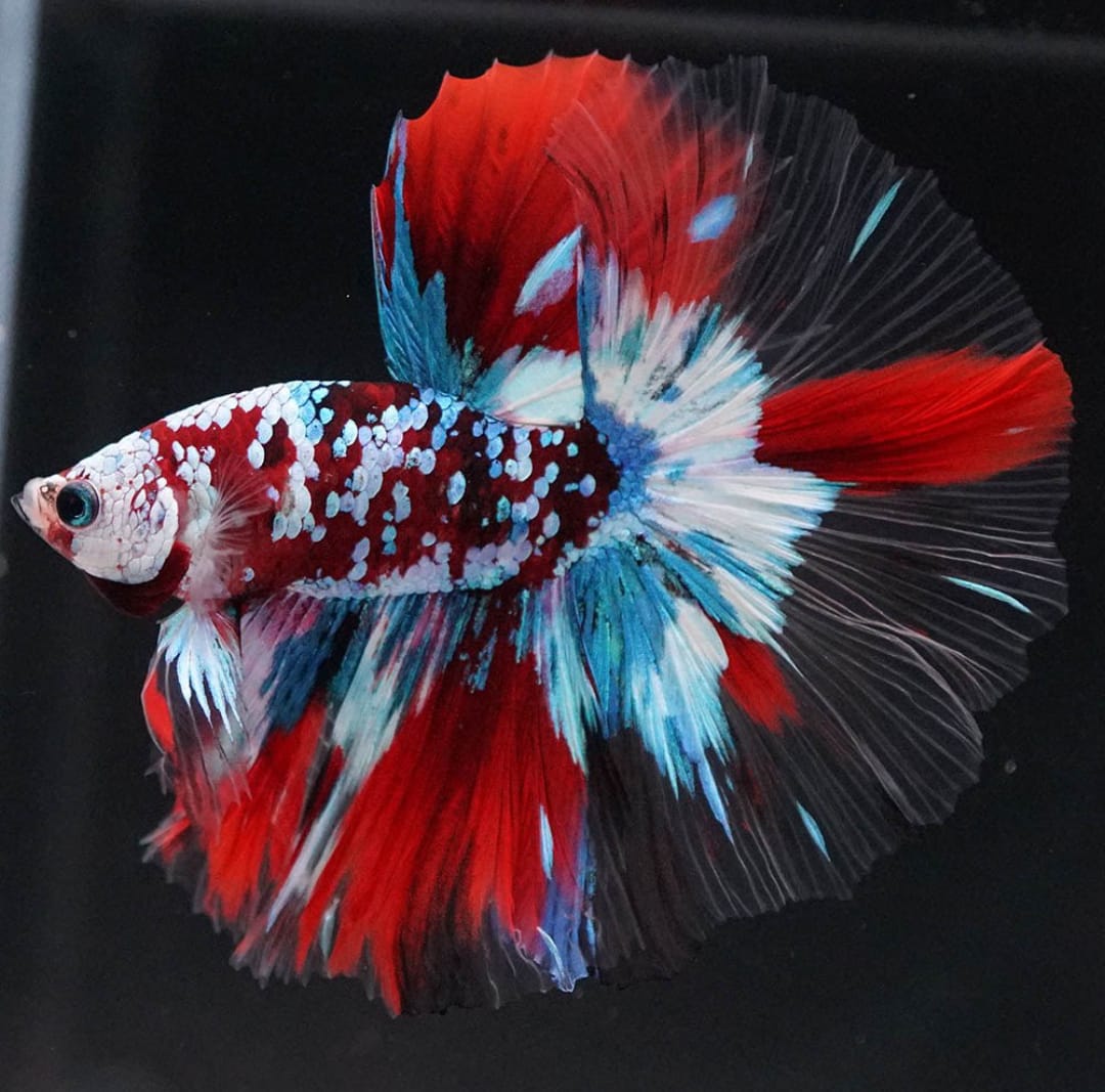 Betta splendens "Halfmoon Galaxy Candy" – Farbenfroher Kampffisch mit spektakulärer Musterung