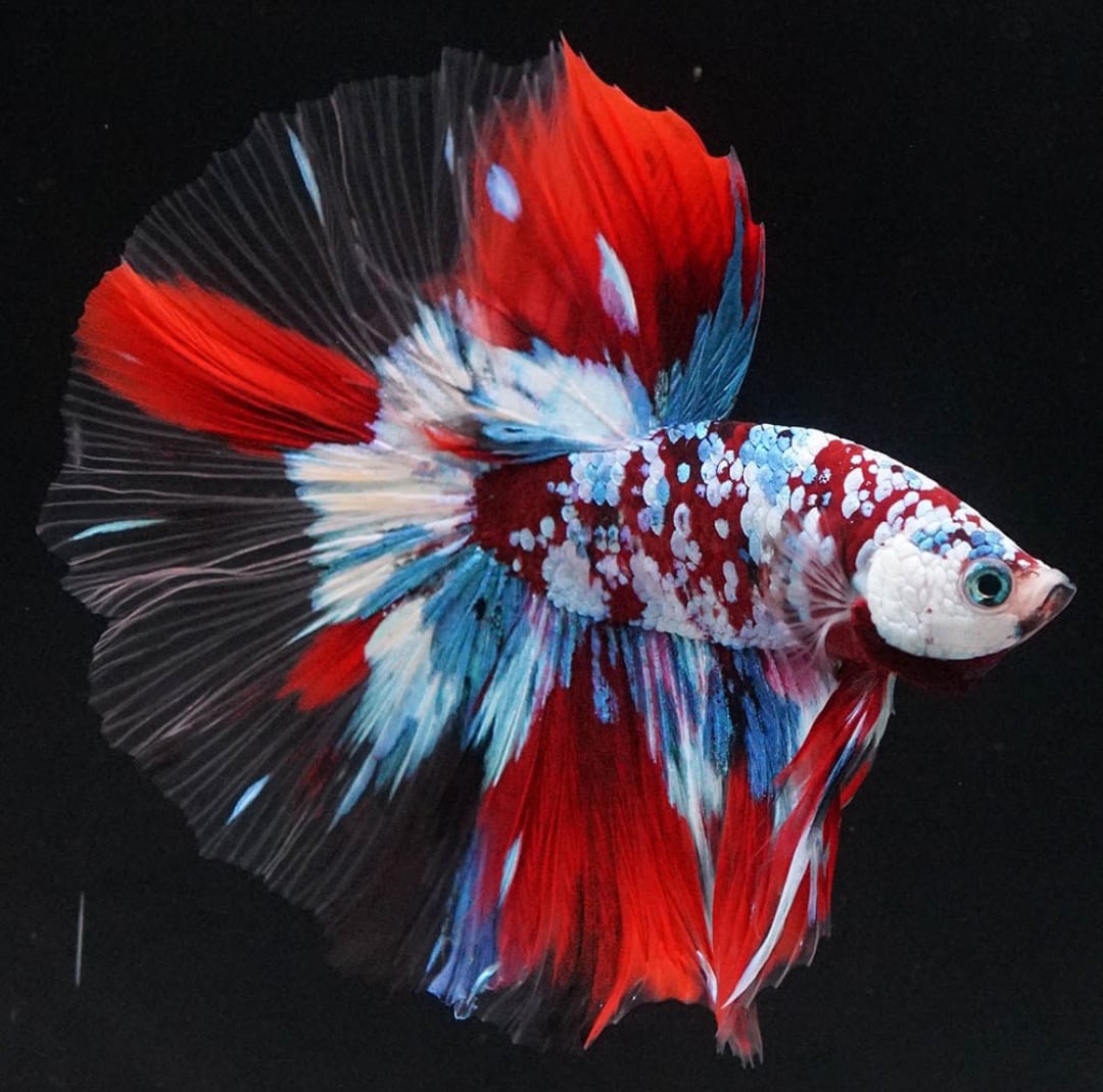 Betta splendens "Halfmoon Galaxy Candy" – Farbenfroher Kampffisch mit spektakulärer Musterung