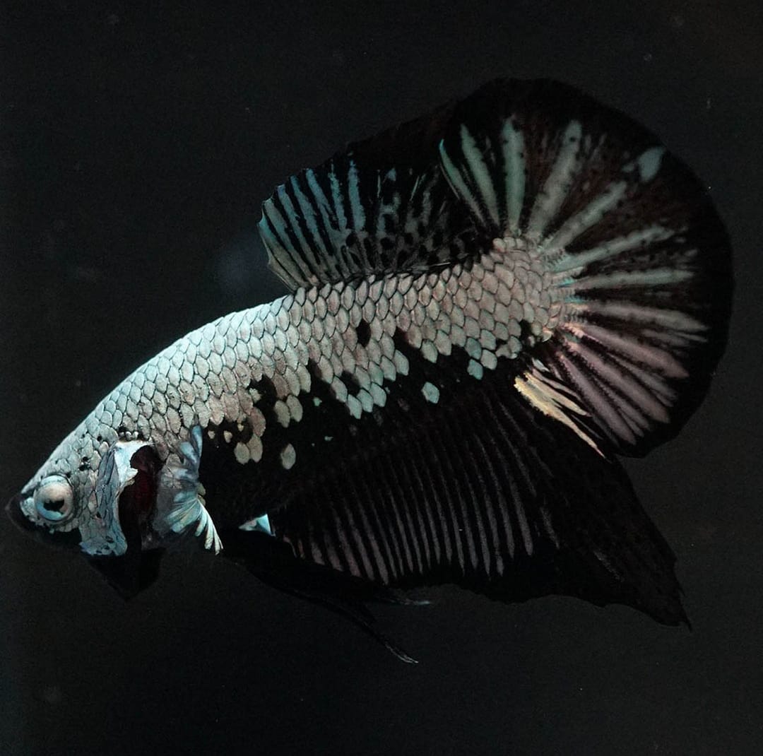 Betta splendens "Plakat Samurai Black" – Eleganter Kampffisch mit tiefschwarzer Pracht