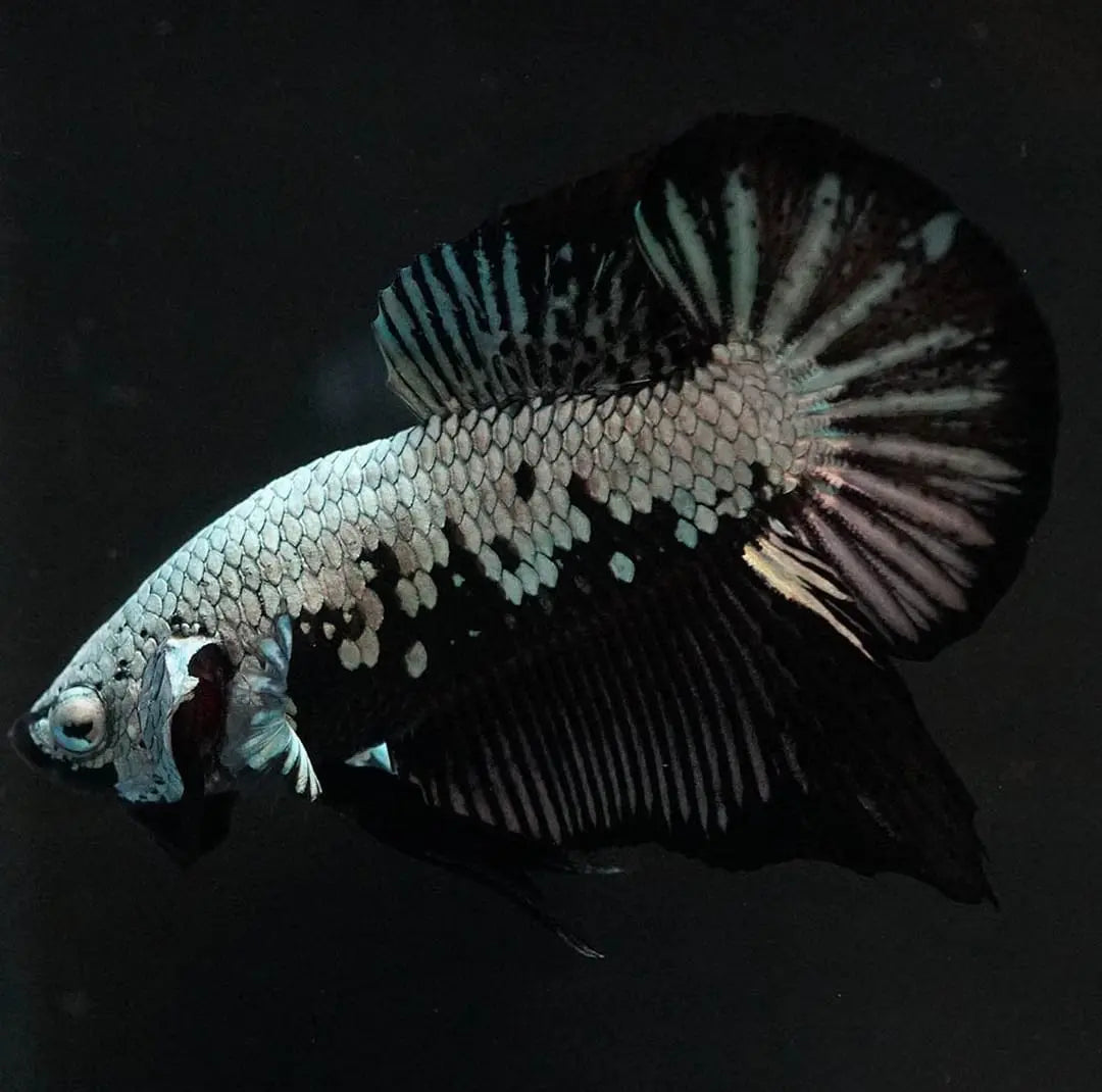 Betta splendens "Plakat Samurai Black" – Eleganter Kampffisch mit tiefschwarzer Pracht AquaTimo