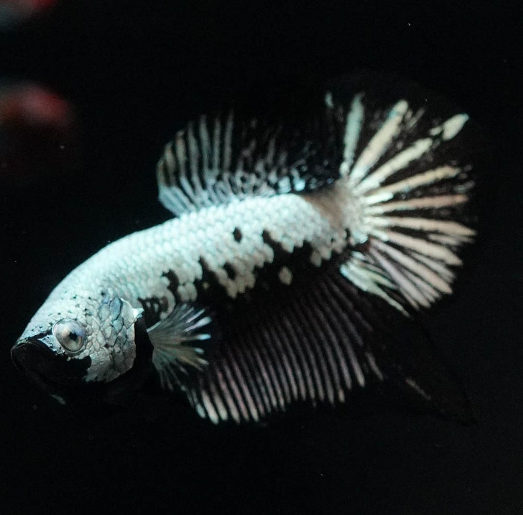 Betta splendens "Plakat Samurai Black" – Eleganter Kampffisch mit tiefschwarzer Pracht