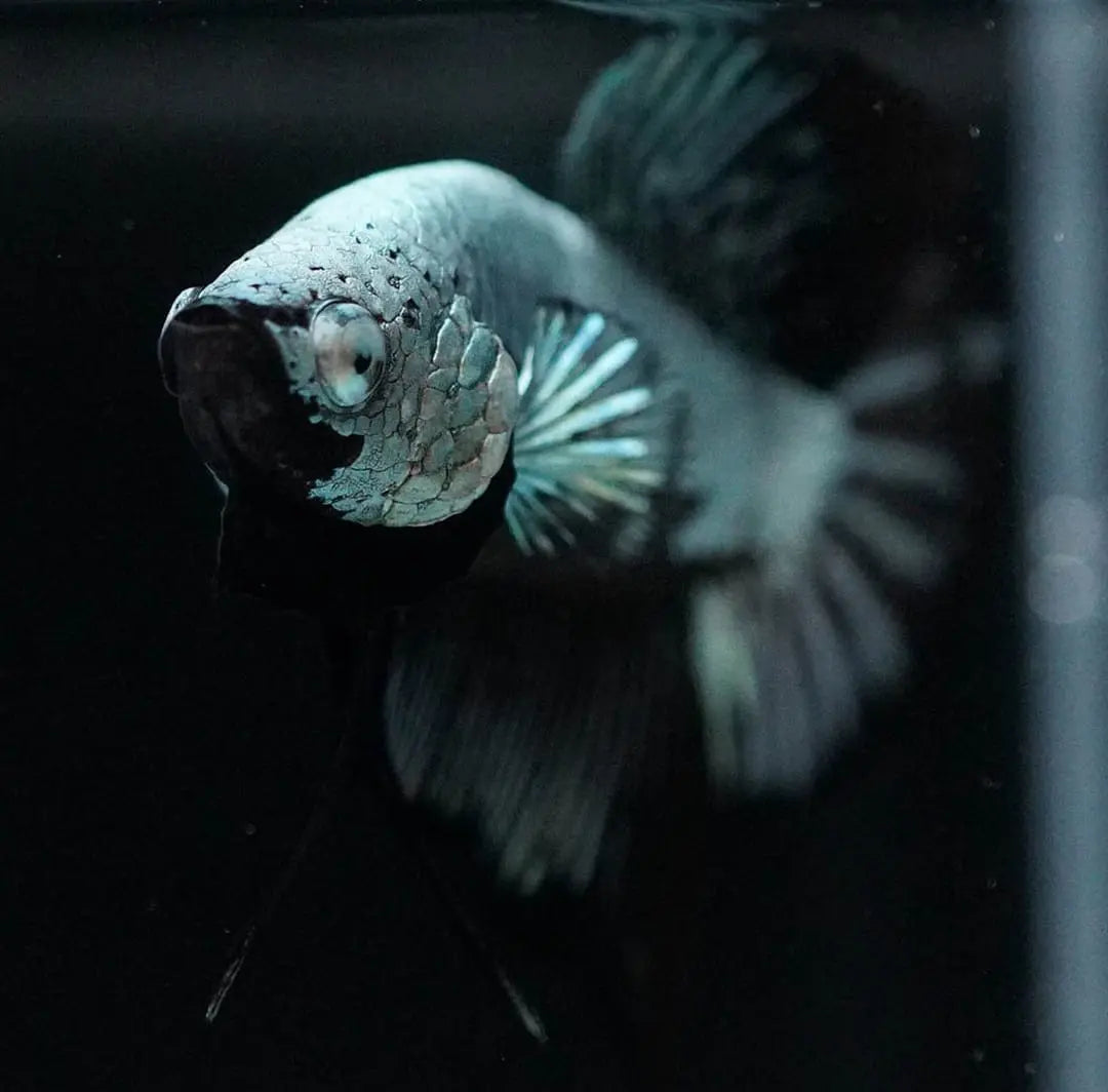 Betta splendens "Plakat Samurai Black" – Eleganter Kampffisch mit tiefschwarzer Pracht AquaTimo