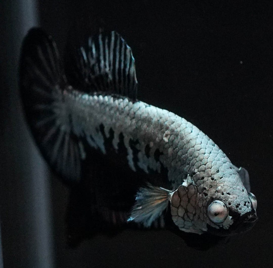 Betta splendens "Plakat Samurai Black" – Eleganter Kampffisch mit tiefschwarzer Pracht