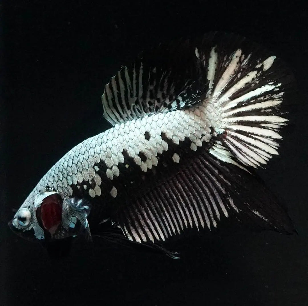 Betta splendens "Plakat Samurai Black" – Eleganter Kampffisch mit tiefschwarzer Pracht AquaTimo