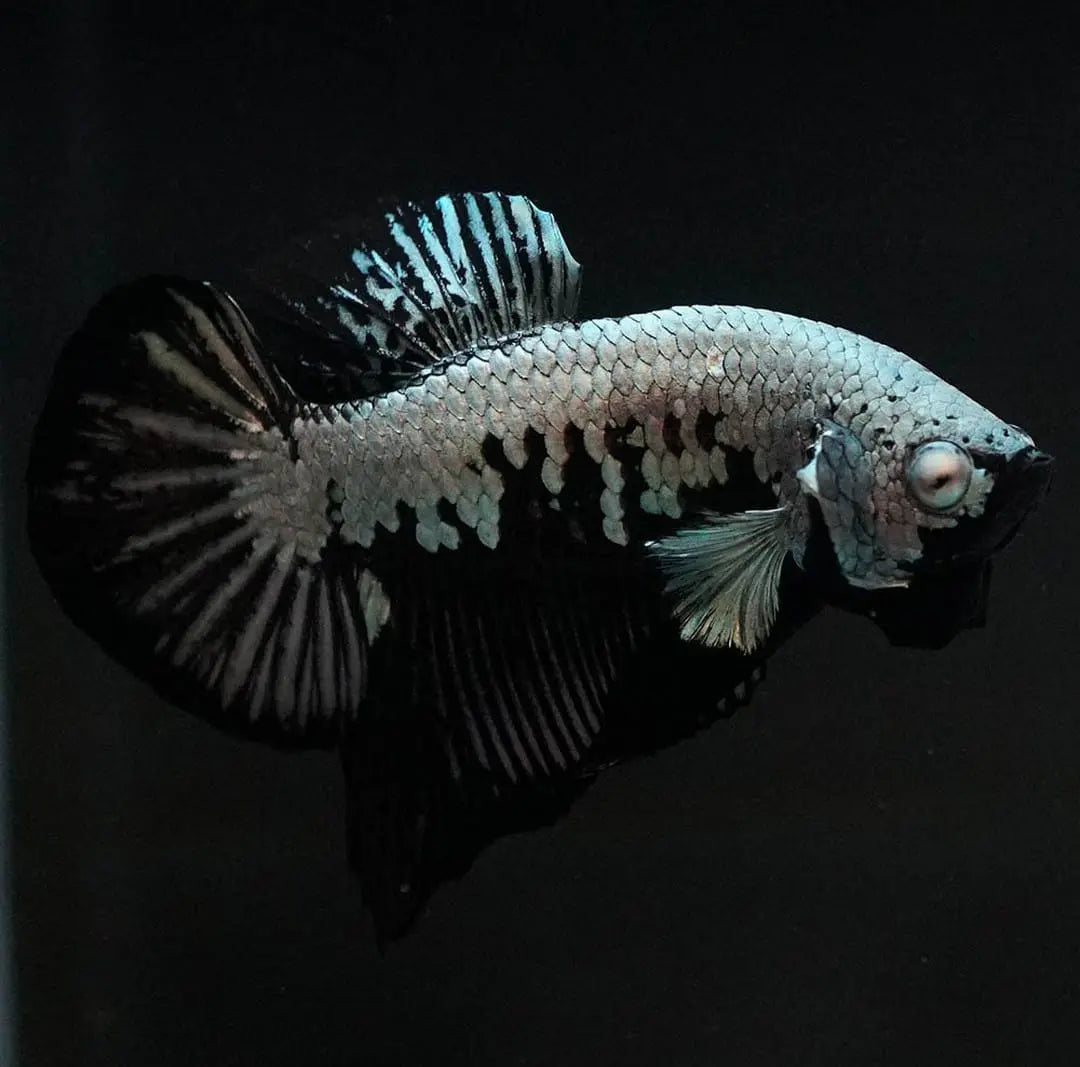 Betta splendens "Plakat Samurai Black" – Eleganter Kampffisch mit tiefschwarzer Pracht AquaTimo