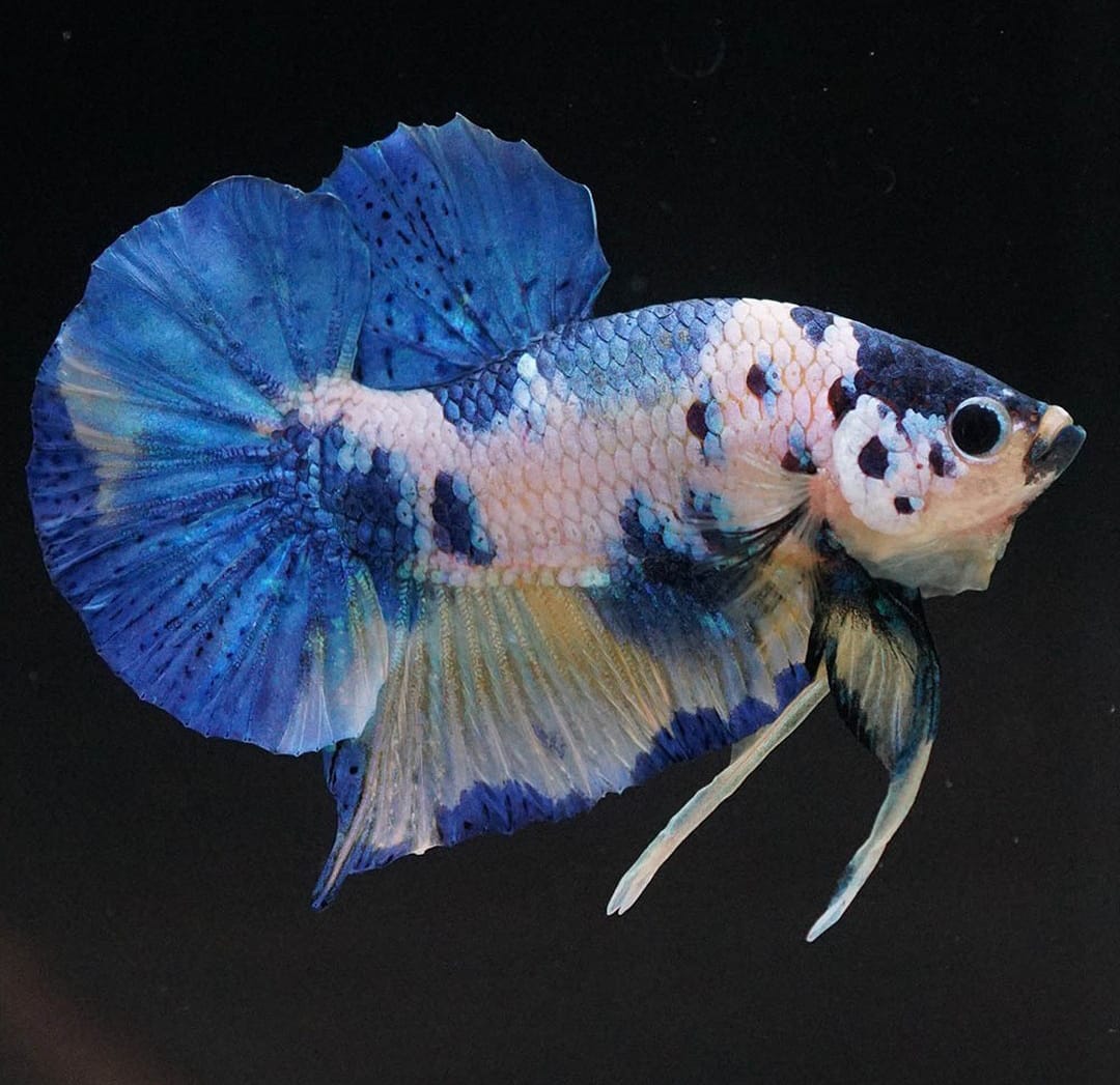 Betta splendens "Plakat Mix" – Kurzflossiger Kampffisch in bunter Vielfalt