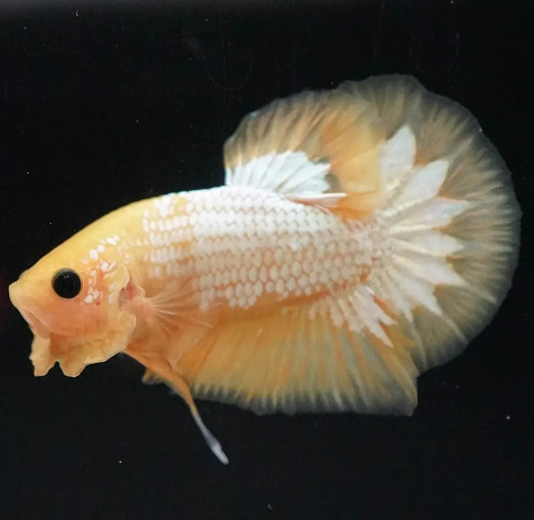Betta splendens "Plakat Mix" – Kurzflossiger Kampffisch in bunter Vielfalt AquaTimo
