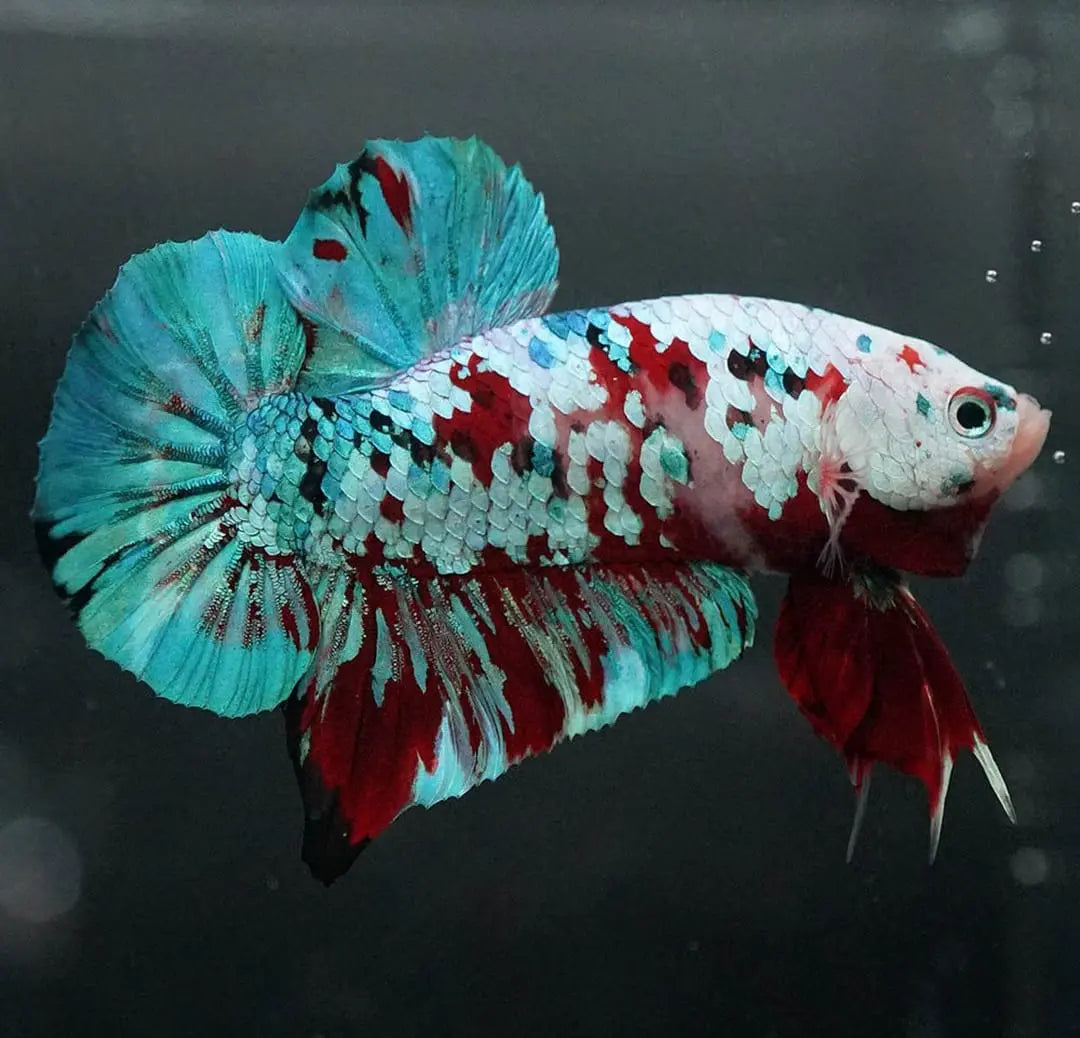 Betta splendens "Plakat Mix" – Kurzflossiger Kampffisch in bunter Vielfalt AquaTimo