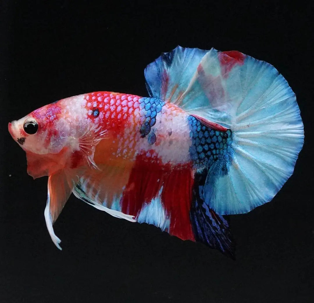 Betta splendens "Plakat Mix" – Kurzflossiger Kampffisch in bunter Vielfalt AquaTimo